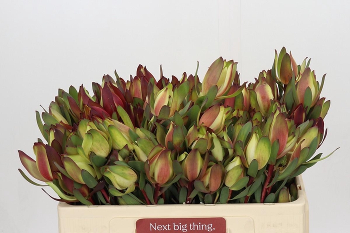 <h4>Leucadendron Senorita Spray</h4>