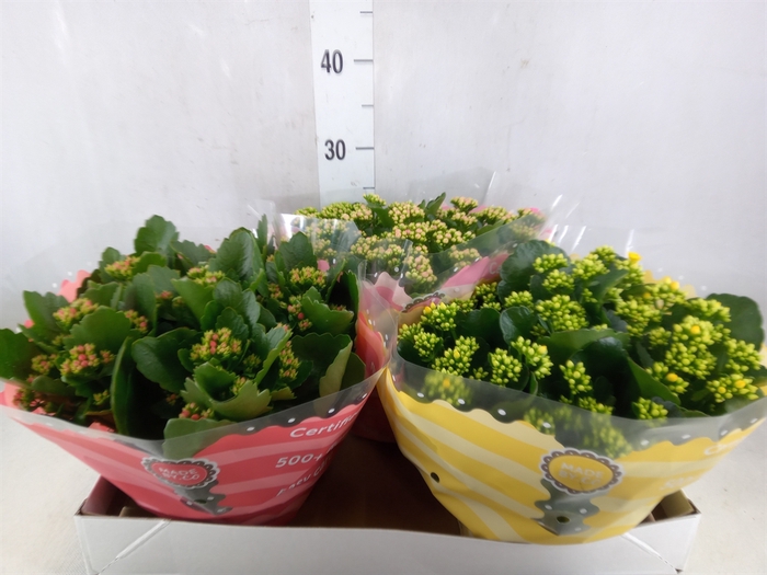 <h4>Kalanchoe blos.   ..rosebud mix  5</h4>