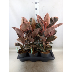 Ficus elastica 'Belize'