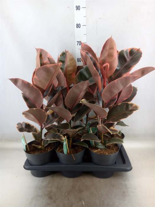 <h4>Ficus elastica 'Belize'</h4>