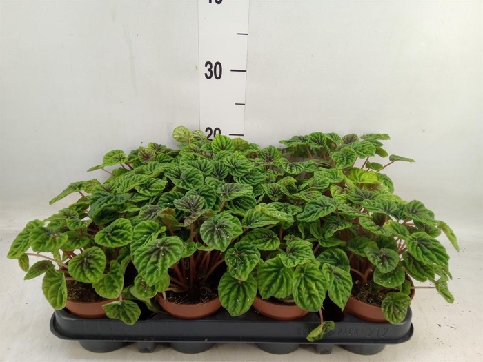 <h4>Peperomia</h4>