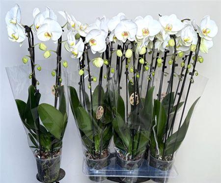 <h4>Phal El Cascade</h4>