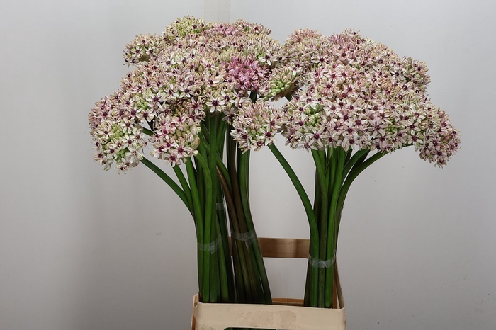 <h4>Allium Silverspring</h4>