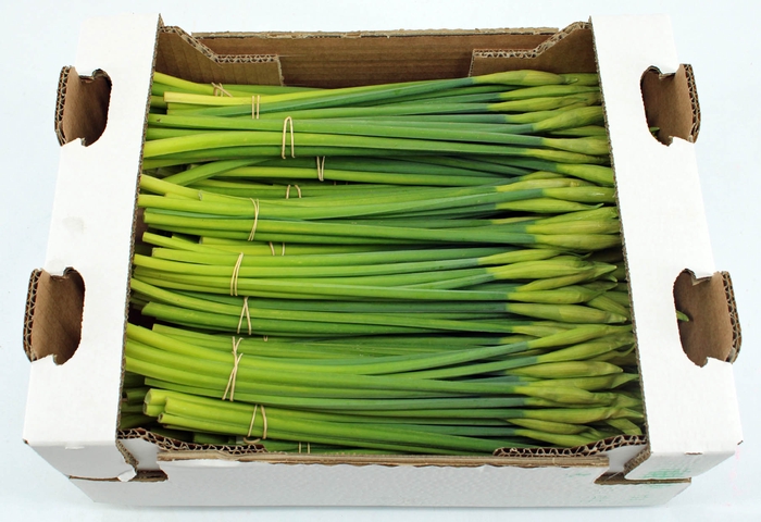 <h4>Narcis Dutch Master XL/bo</h4>