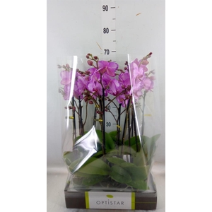 Phalaenopsis   ...rose