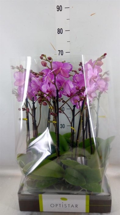 <h4>Phalaenopsis ...rose</h4>
