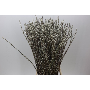 Salix Snow Flake