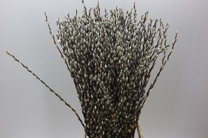 Salix Snow Flake