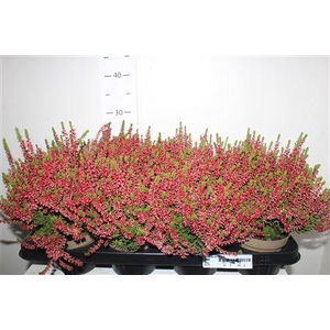 Callu Ga G Franca