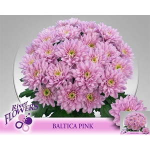 CHR T BALTICA PINK
