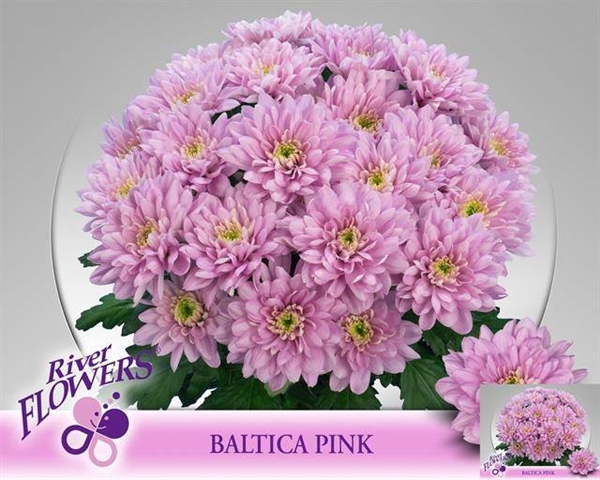 <h4>CHR T BALTICA PINK</h4>