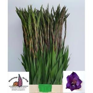 GLAD GR PURPLE FLORA