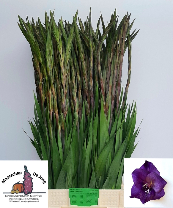 <h4>GLAD GR PURPLE FLORA</h4>