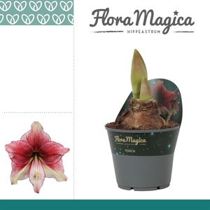 Amaryllis Tosca 2 knop Potkraag