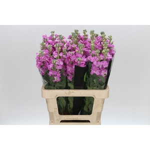 Matthiola Iron Pink