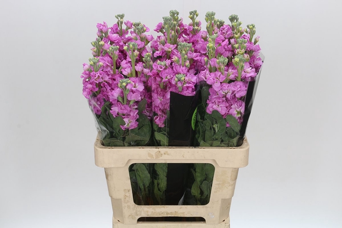 <h4>Matthiola Iron Pink</h4>