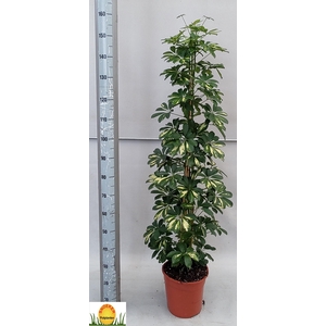 SCHEF AR GOLD CAPELL