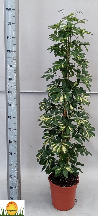 <h4>SCHEF AR GOLD CAPELL</h4>