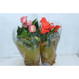 ANTHURIUM VARIADO P17