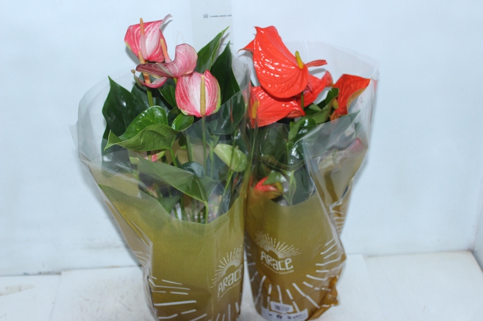 <h4>ANTHURIUM VARIADO P17</h4>