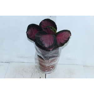 CALATHEA ROSEA PICTA CRIMSON P17