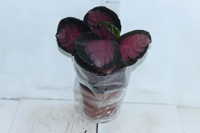 <h4>CALATHEA ROSEA PICTA CRIMSON P17</h4>