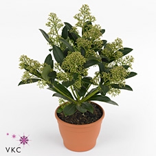 Skimmia japonica 'Snow White' 4kante pot