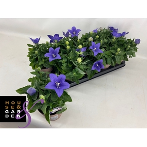 PLATYCO GR ASTRA BLU
