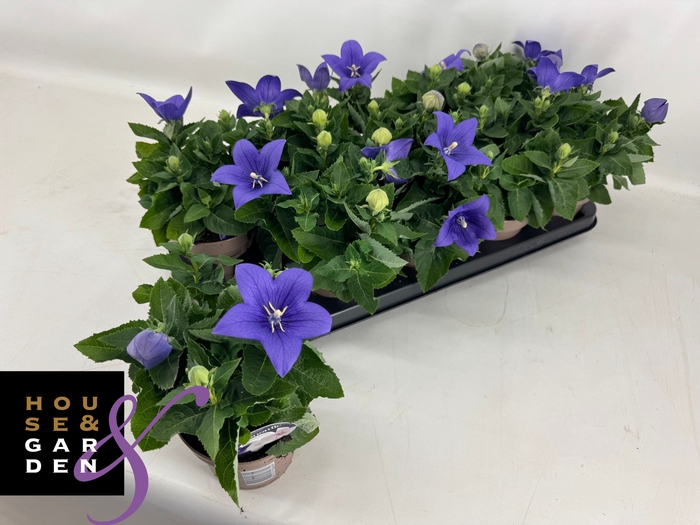 <h4>PLATYCO GR ASTRA BLU</h4>