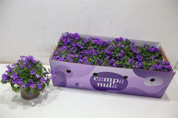 <h4>Camp Por Porto</h4>