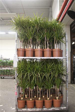 <h4>Dra Marg Sunray 60-30 Cm</h4>