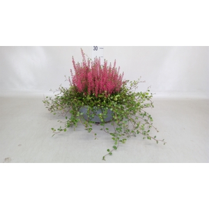 Calluna vulg. 'Garden G Martina'