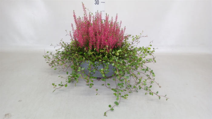 <h4>Calluna vulg. 'Garden G Martina'</h4>