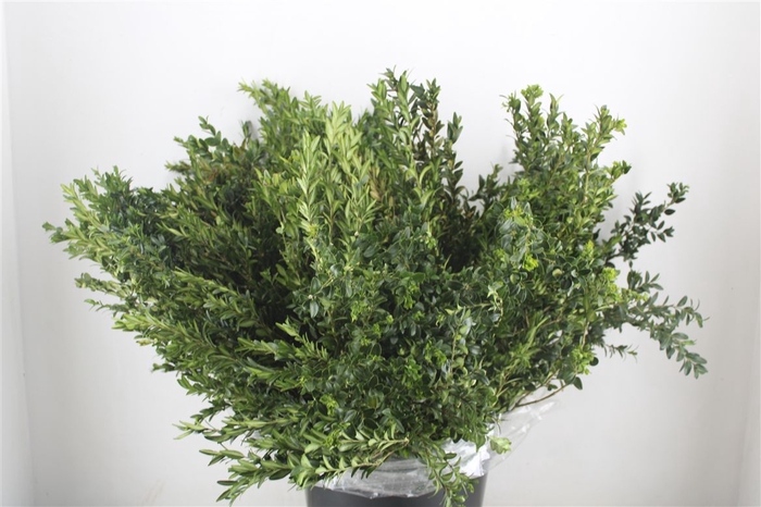 <h4>Buxus Green P Bunch</h4>