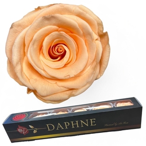 R Preserved Peach Xl