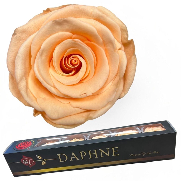 <h4>R Preserved Peach Xl</h4>