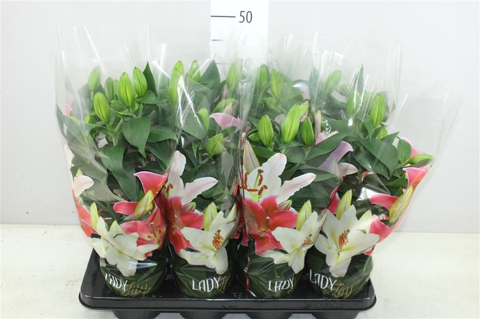 <h4>Lillium Or Sunny Robyn 3pp Roze</h4>