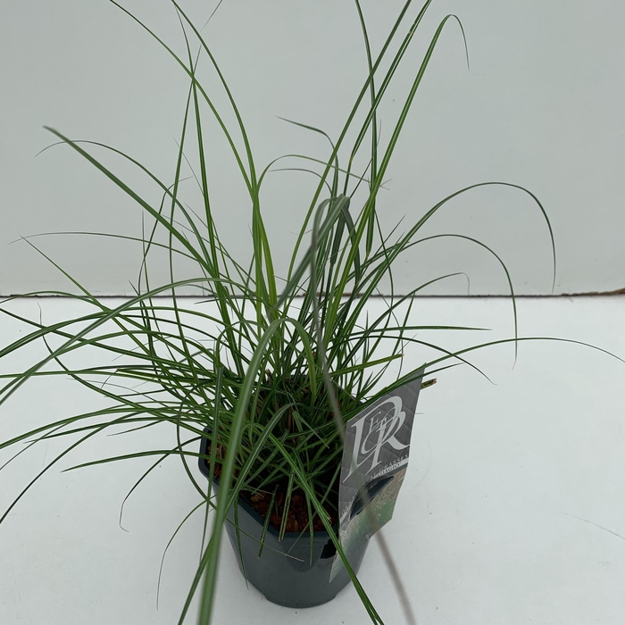 <h4>Graminées Miscanthus 'Adagio'</h4>