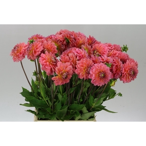 Dahlia Pink Runner A2