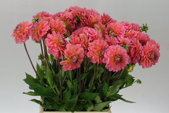 <h4>Dahlia Pink Runner A2</h4>