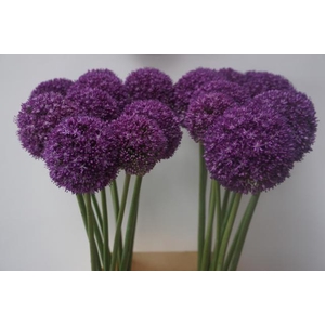 ALLIUM AMBASSADOR