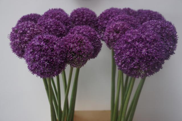 ALLIUM AMBASSADOR