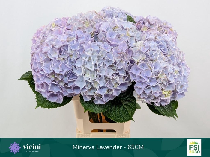 <h4>HYDR M MY MINERVA</h4>