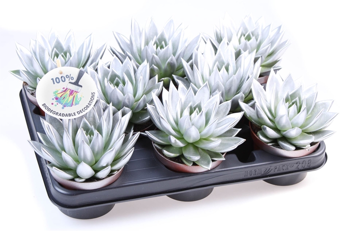 <h4>Echeveria  'Miranda'</h4>