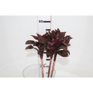 FOLHAGEM DRACENA BABY CHOCOLATE