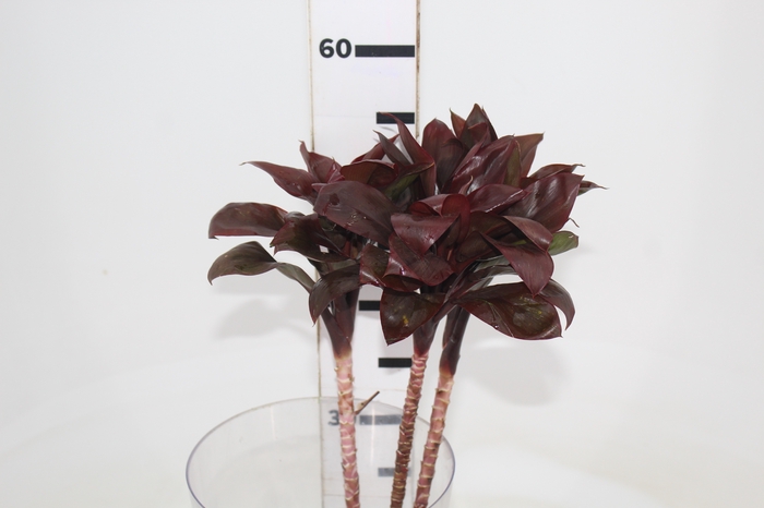 <h4>FOLHAGEM DRACENA BABY CHOCOLATE</h4>