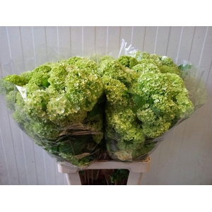 Viburnum Roseum St 70cm 4 Hd