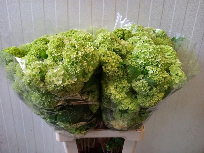 <h4>Viburnum Roseum St 70cm 4 Hd</h4>