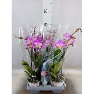 Phalaenopsis  'Sunca Pula'