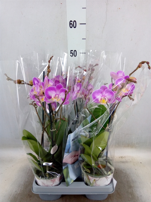 <h4>Phalaenopsis  'Sunca Pula'</h4>